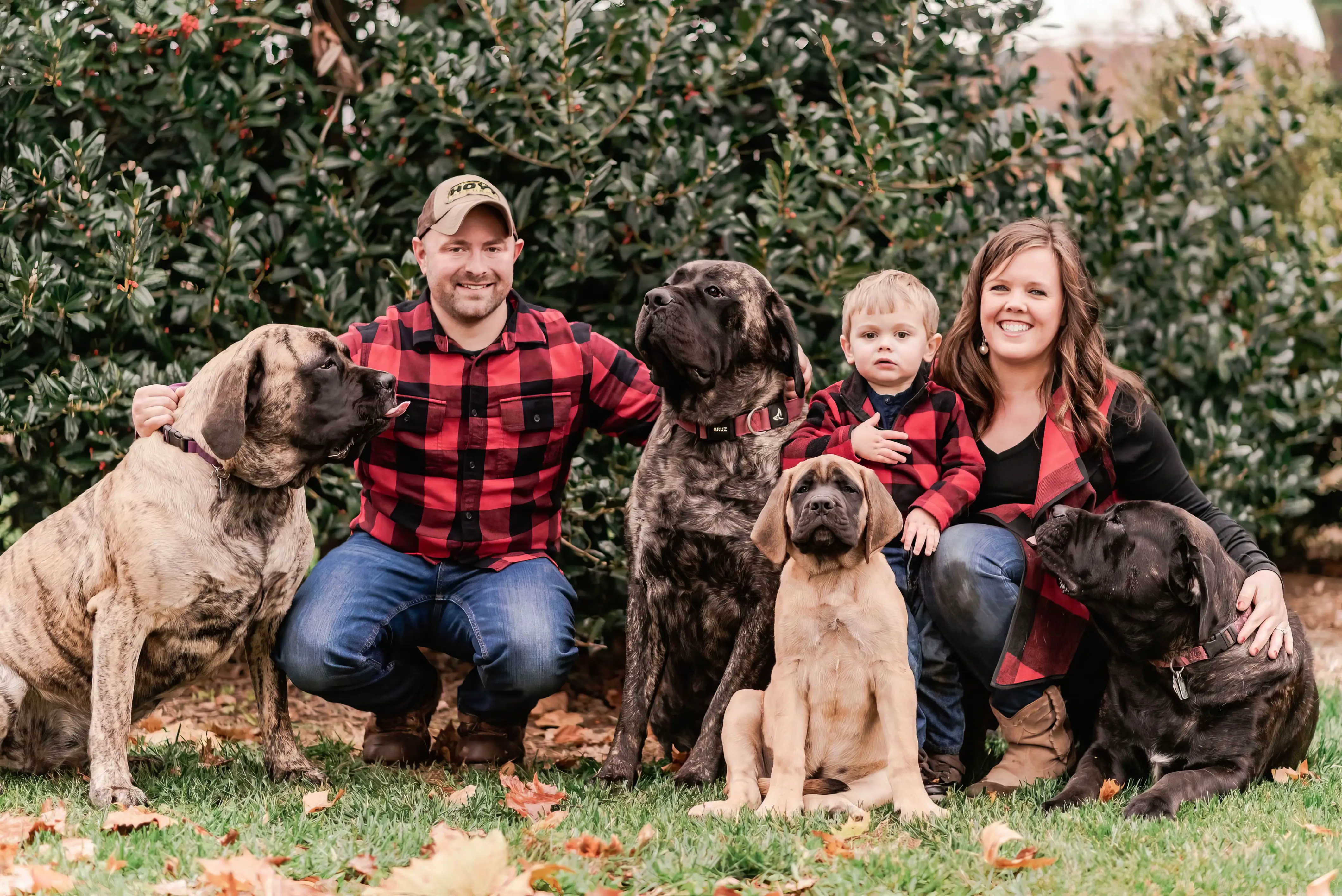 English Mastiff puppies at Deer Creek farm